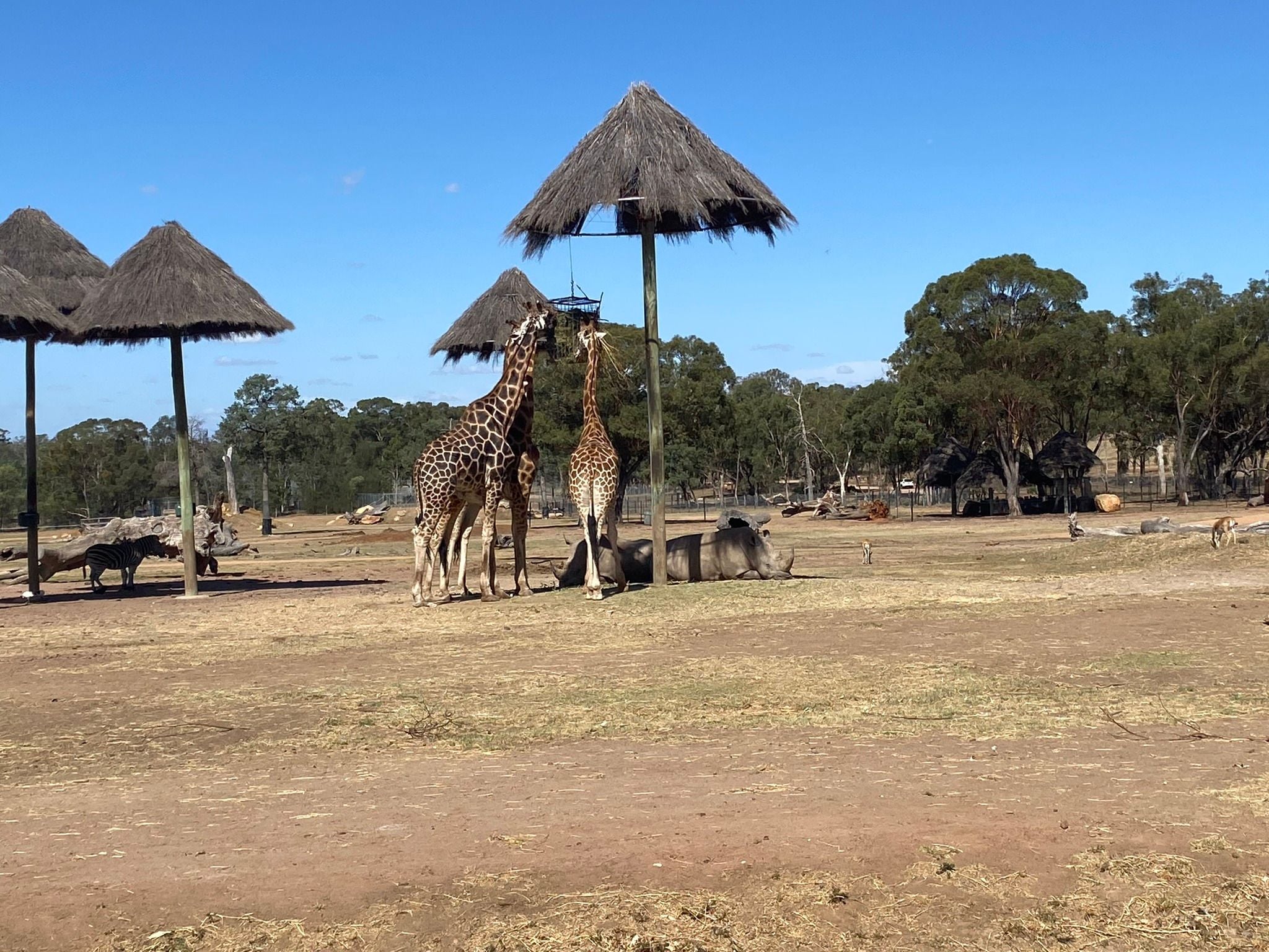 Dubbo Zoo 2025 Image -67de04d03eb43